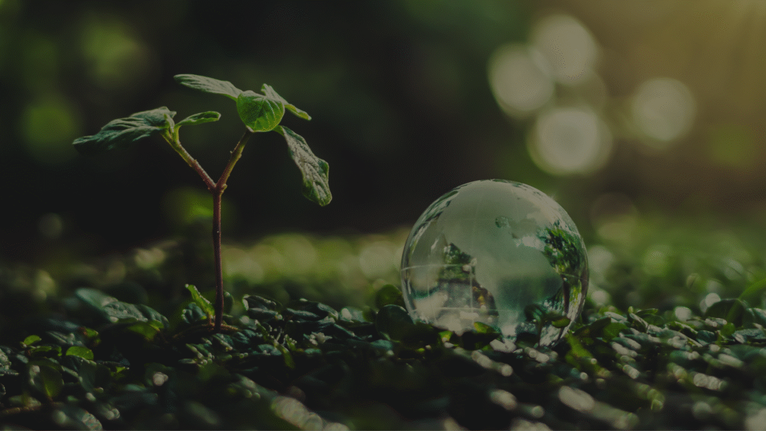 Close-up of a small green seedling growing among wet leaves beside a clear glass globe, symbolising global environmental sustainability.