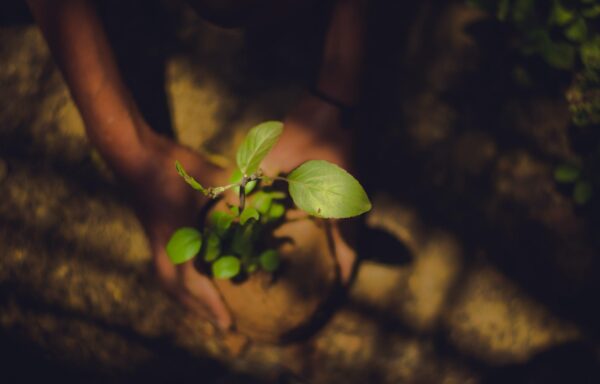 Photo of a person holding a plant