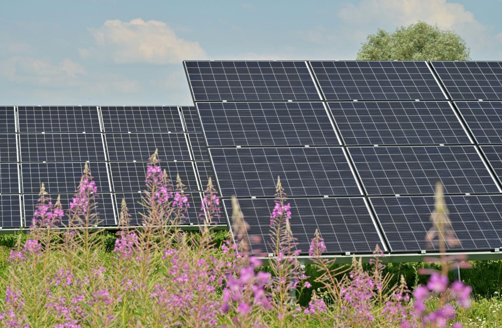 Solar panels installed in a vibrant field adorned with blooming purple flowers under a clear blue sky.